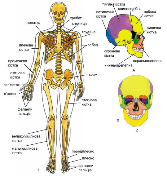 Будова скелета людини - Підручник з Біології. 8 клас. Матяш - Нова програма